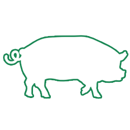Pigs